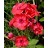 PHLOX PAN FLAME RED #1