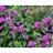 PHLOX PAN FLAME PURPLE #1