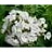 PHLOX PAN FLAME WHITE #1