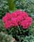 PHLOX PAN SUPER KA-POW BLUE #1