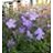 PHLOX DIV BLUE MOON #1