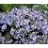 PHLOX DIV WOODLAND PHLOX #1