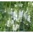 PHYSO VIR CRYSTAL PEAK WHITE #1