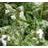 PULMONARIA MOONSHINE #1/7"