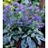 PULMONARIA TREVI FOUNT #1/7"