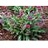 PULMONARIA RASPBERRY SPLASH#1/7"