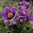 PULSATILLA VUL PASQUE FLOWER #1
