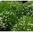 SAGIN SUB IRISH MOSS 2.25"/24T
