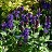 SALVIA NEM BLUE MARVEL #1