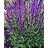 SALVIA NEM CARADONNA #1