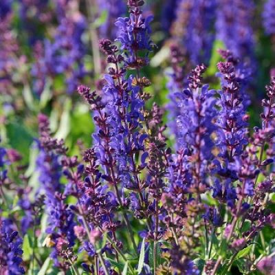 SALVIA NEM DARK MATTER #1