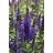 SALVIA NEM SENSATION DEEP BLUE#1