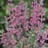 SALVIA NEM SENSATION DEEP ROSE#1
