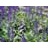 SALVIA NEM MAY NIGHT #1