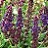 SALVIA LYRICAL BLUES #1