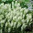 SALVIA LYRICAL WHITE #1