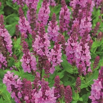 SALVIA NEM ROSE MARVEL #1
