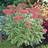 SEDUM TEL AUTUMN CHARM #1