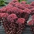 SEDUM DARK MAGIC #1