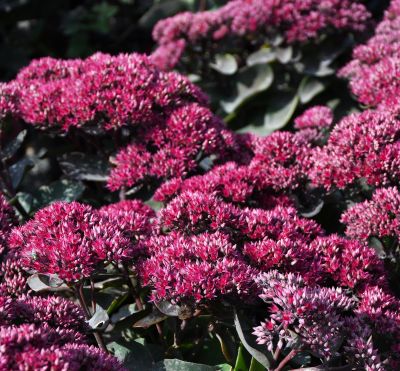SEDUM DYNOMITE #1