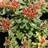 SEDUM KAM VARIEGATUM 2.25"/24T