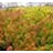 SEDUM RUP ANGELINA #1