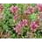 SEDUM JOHN CREECH 4"/10T