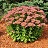 SEDUM SPE AUTUMN JOY #1