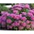 SEDUM SPE NEON #1