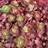 SEDUM SPU FIREGLOW 10CELL/4"