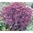 SEDUM SPU SPOT ON DEEP ROSE #1