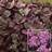 SEDUM SNSPRKL ANGELINAS TEACUP#1