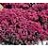 SEDUM SNSPRKL DAZZLEBERRY #1