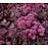 SEDUM SNSPRKL FIRECRACKER #1