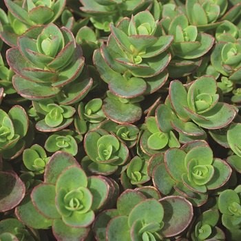 SEDUM SNSPRKL LIME ZINGER #1