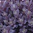 SEDUM SNSPRKL PLUM DAZZLED#1