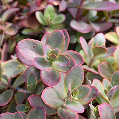 SEDUM SNSPRKL WILDFIRE #1