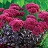 SEDUM THUNDERHEAD #1