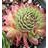 SEMP CARMEN 4"/10T HENS & CHICKS