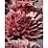 SEMP ROYAL RUBY 4"/10T HENS&CHIC