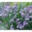 SISYRINCHIUM ANG LUCERNE #1