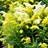 SOLIDAGO LITTLE LEMON #1
