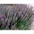 TEUCRIUM CHAM GERMANDER #1