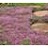 THYM PRA PURPLE CARPET 2.25"/24T
