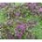 THYMUS PSE WOOLY THYME 2.25"/24T