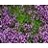 THYMUS SER PINK CHINTZ 10CELL/4"
