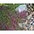 THYMUS COC RED CREEPING 4"/10T