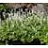 TIARELLA RUNNING TAPESTRY #1