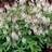 TIARELLA SPRING SYMPHONY #1