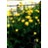 TROLLIUS CHI GOLDEN QUEEN #1